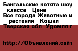 Бангальские котята шоу класса › Цена ­ 25 000 - Все города Животные и растения » Кошки   . Тверская обл.,Удомля г.